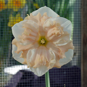 Dance all Day - Special Narcissus - Fluwel
