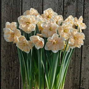 Dance all Day - Special Narcissus - Fluwel