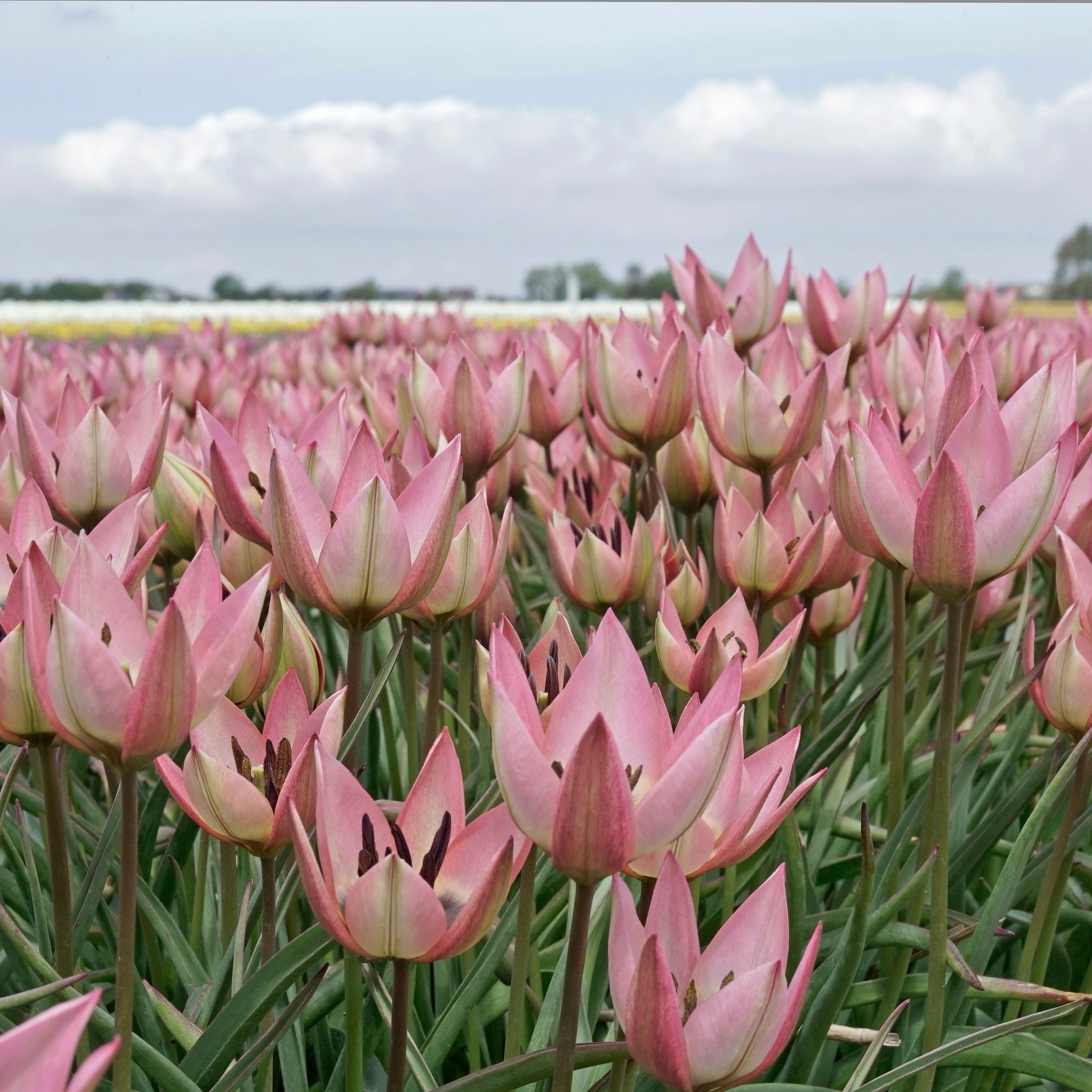 Danique - Tulips - Fluwel