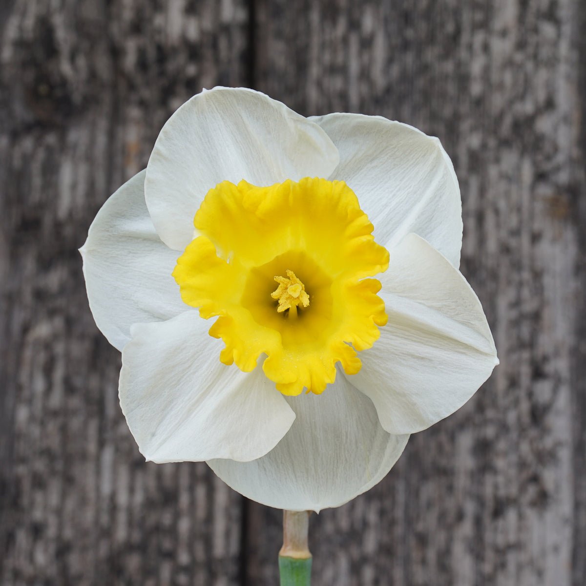 Daylight Delight - Special Narcissus - Fluwel
