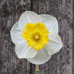 Daylight Delight - Special Narcissus - Fluwel