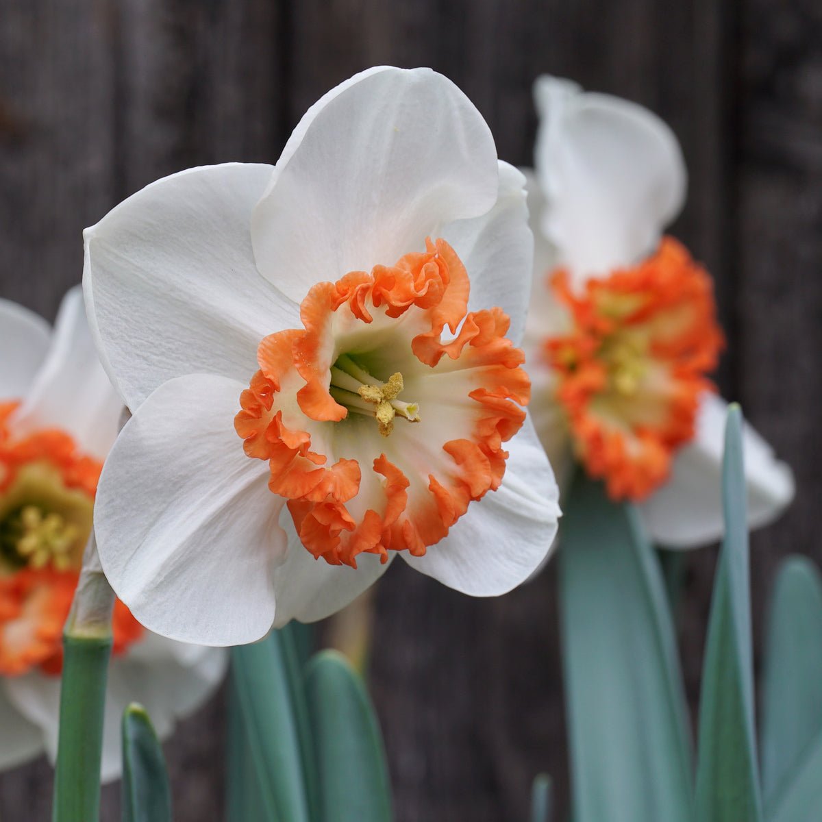 Debs Jewel - Special Narcissus - Fluwel
