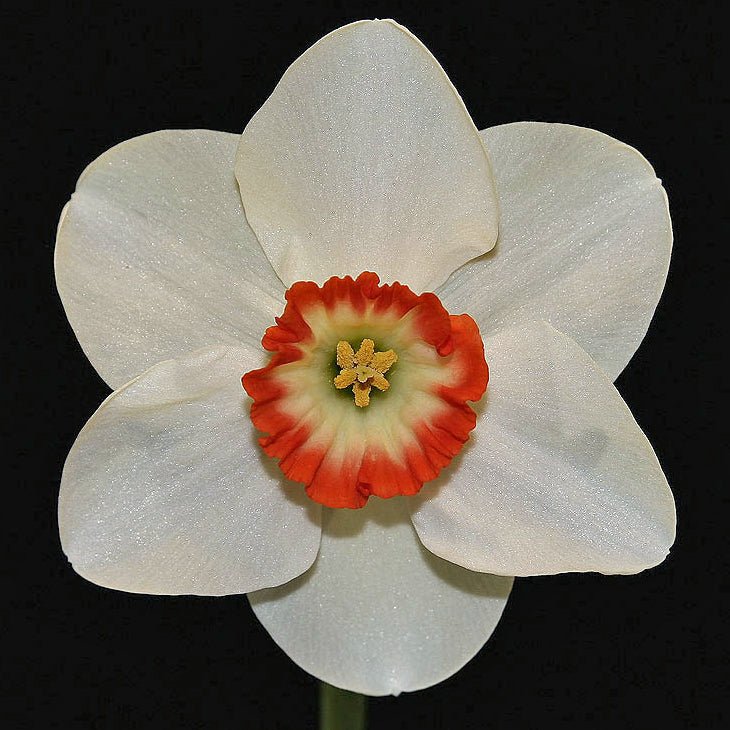 Dena - Special Narcissus - Fluwel