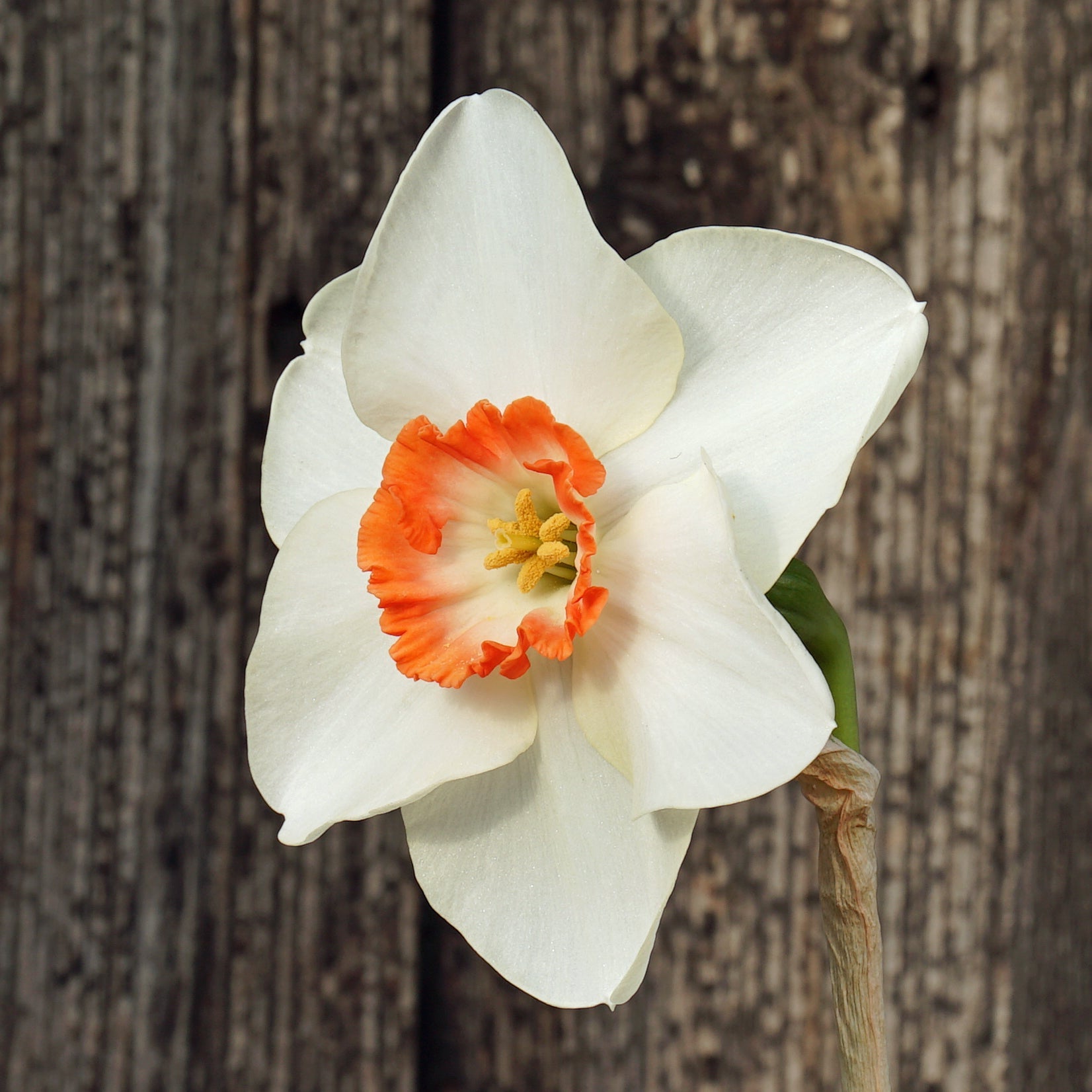 Dena - Special Narcissus - Fluwel