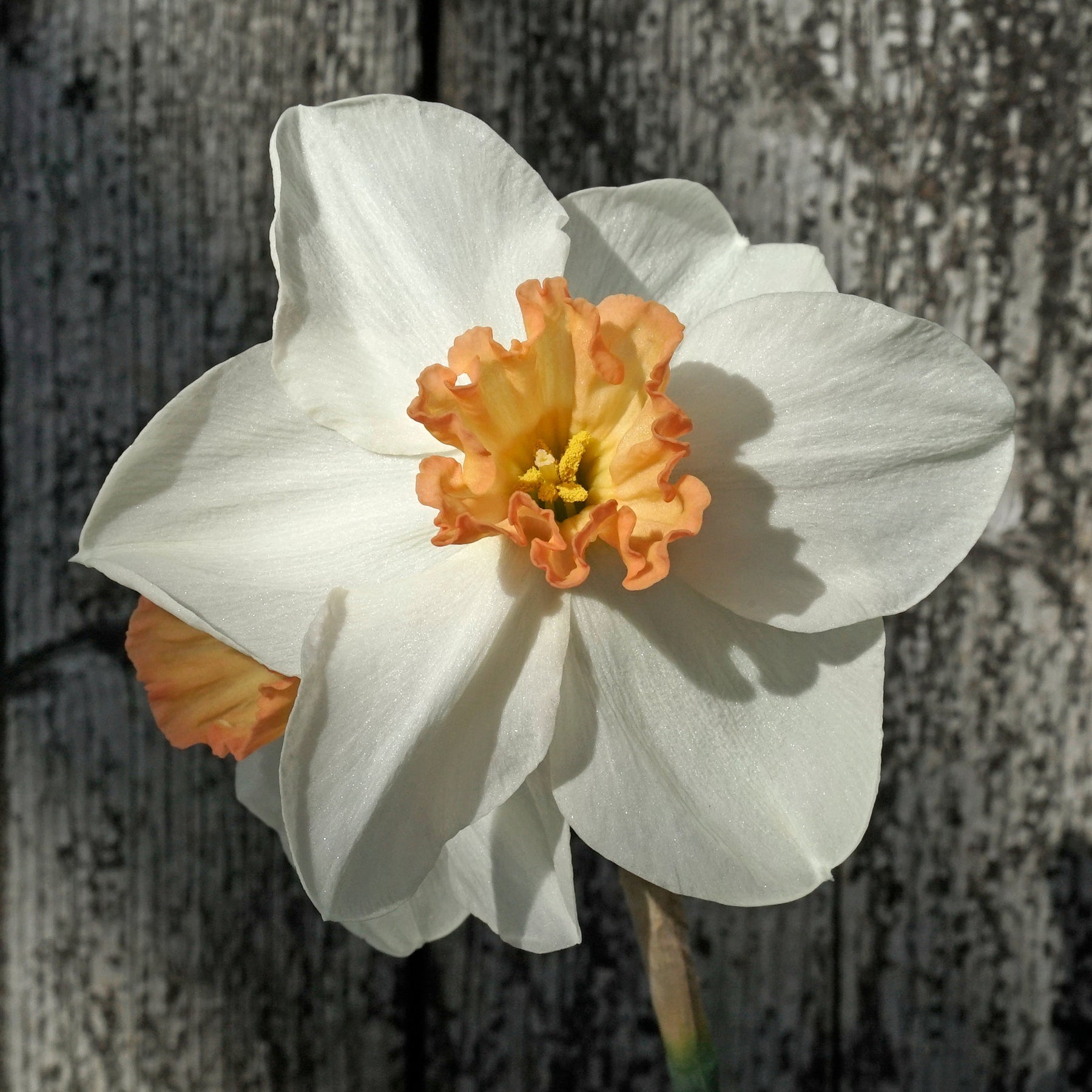 Discodip - Special Narcissus - Fluwel