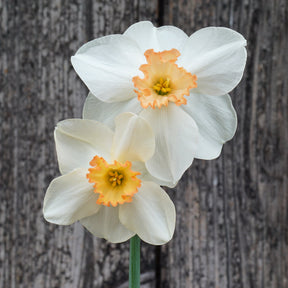 Discodip - Special Narcissus - Fluwel