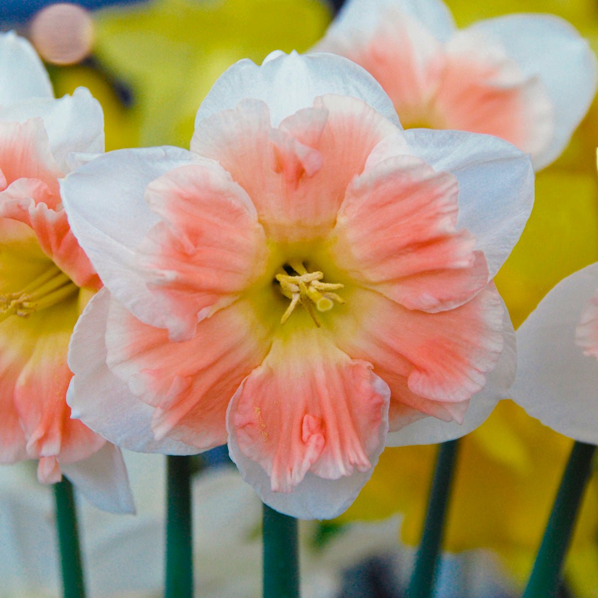 Diversity - Special Narcissus - Fluwel
