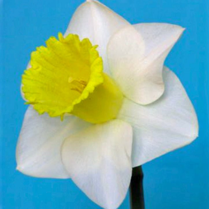 Doctor Bill - wit-gele Trumpet narcis - Fluwel