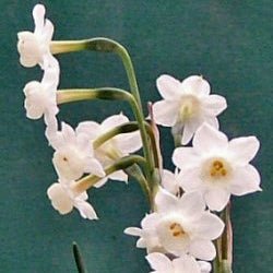 dubius - Special Narcissus - Fluwel