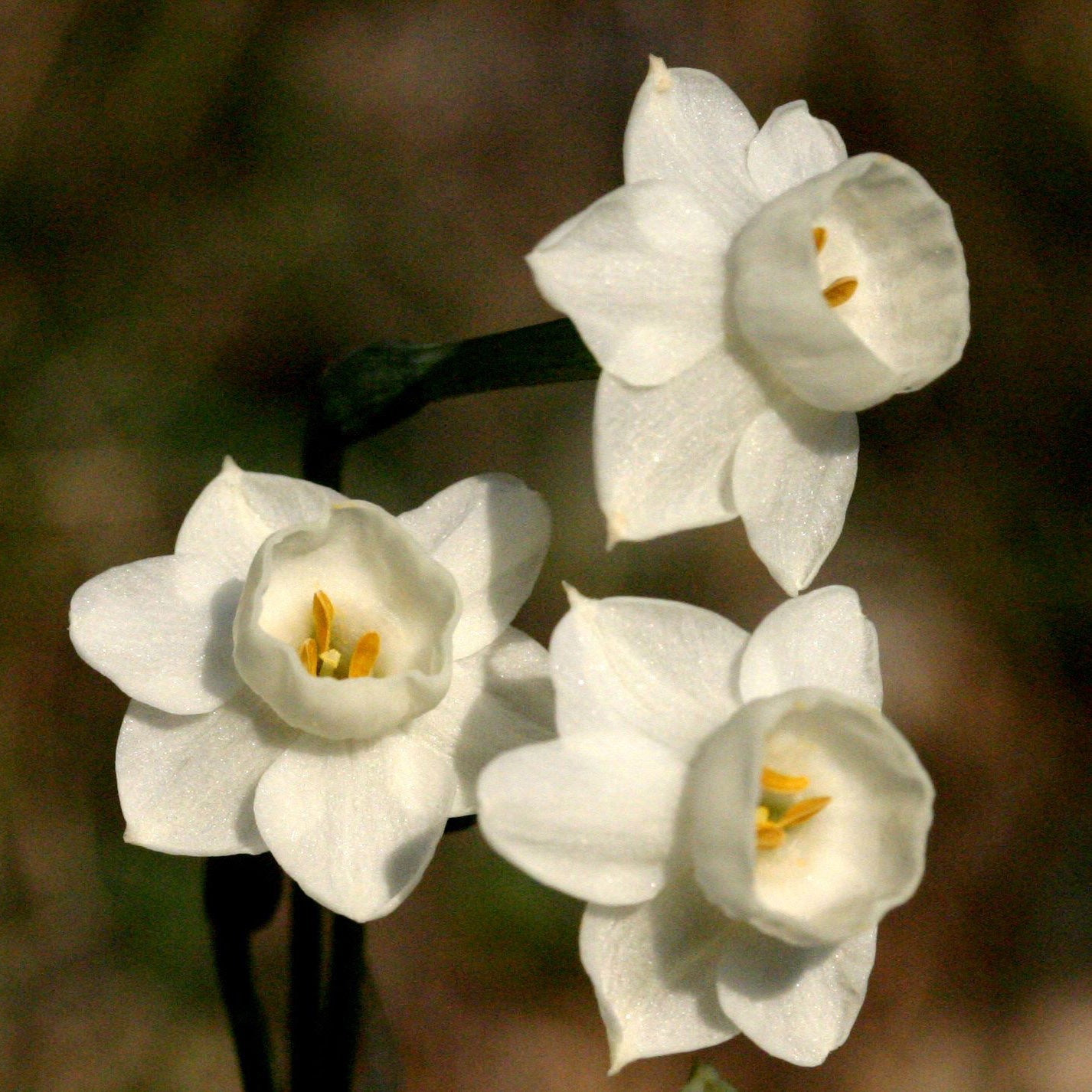 dubius - Special Narcissus - Fluwel
