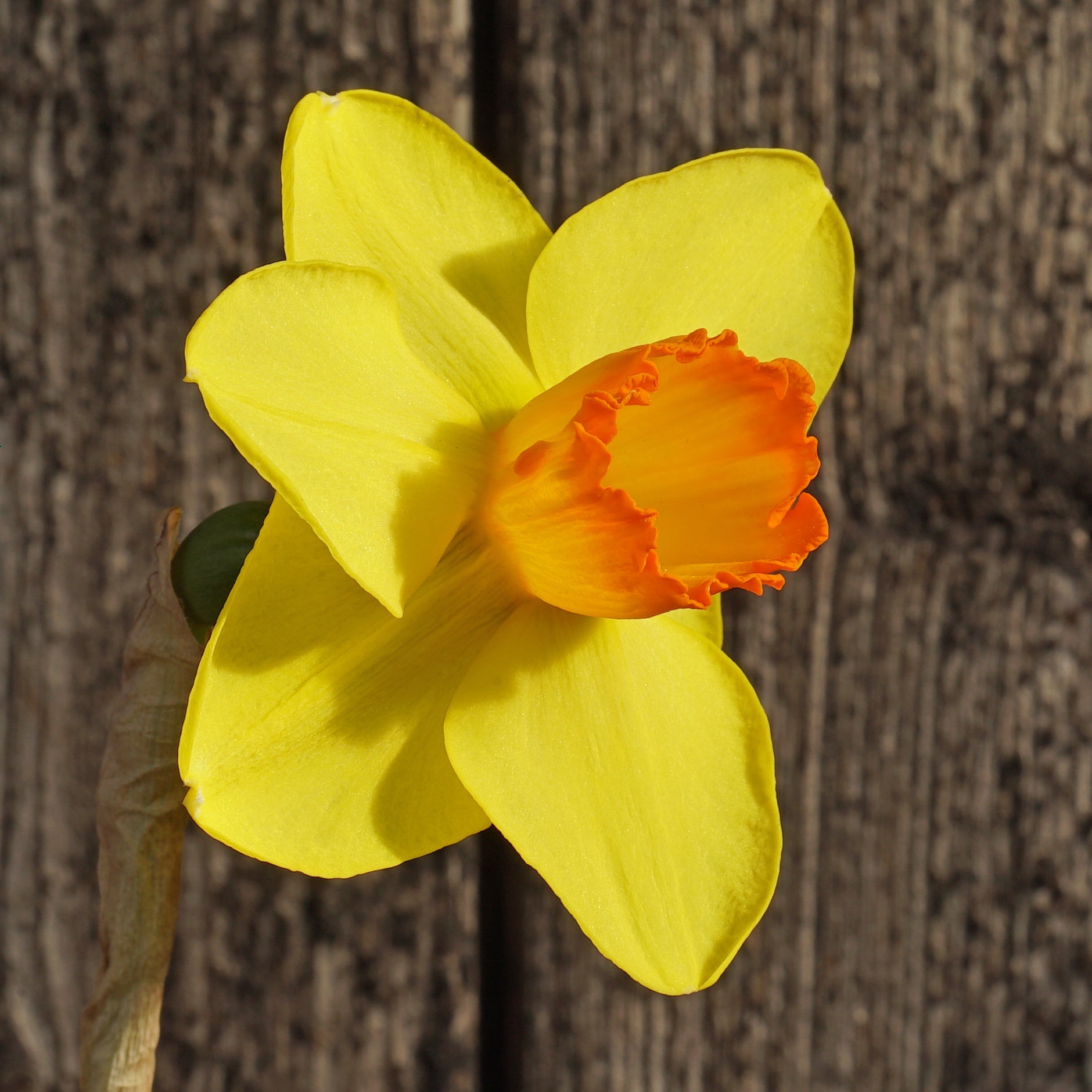 Dunchurch - Special Narcissus - Fluwel