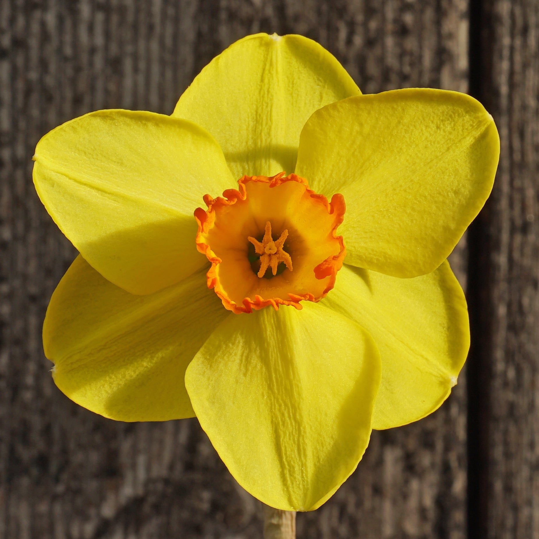 Dunchurch - Special Narcissus - Fluwel