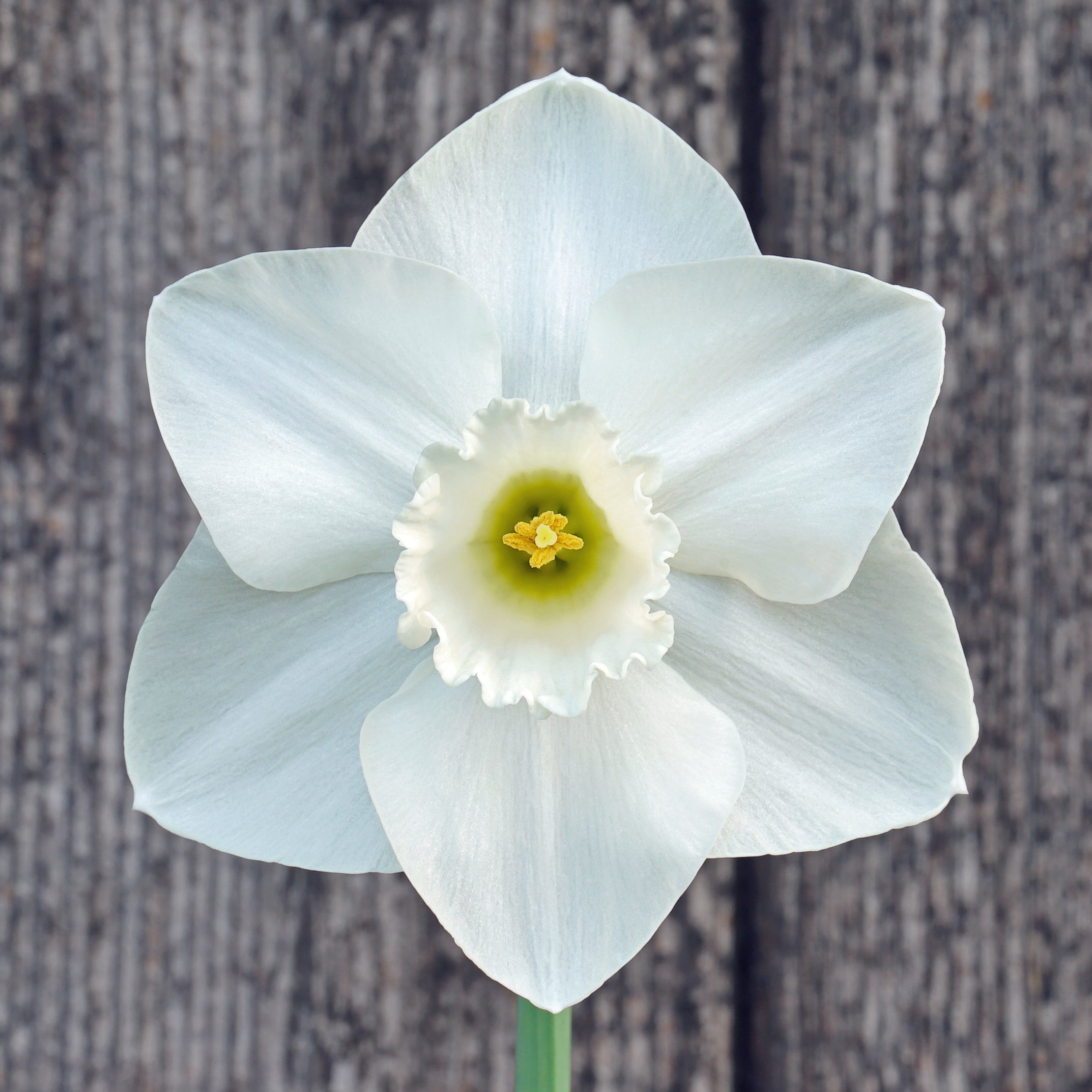 Dust Up - Special Narcissus - Fluwel