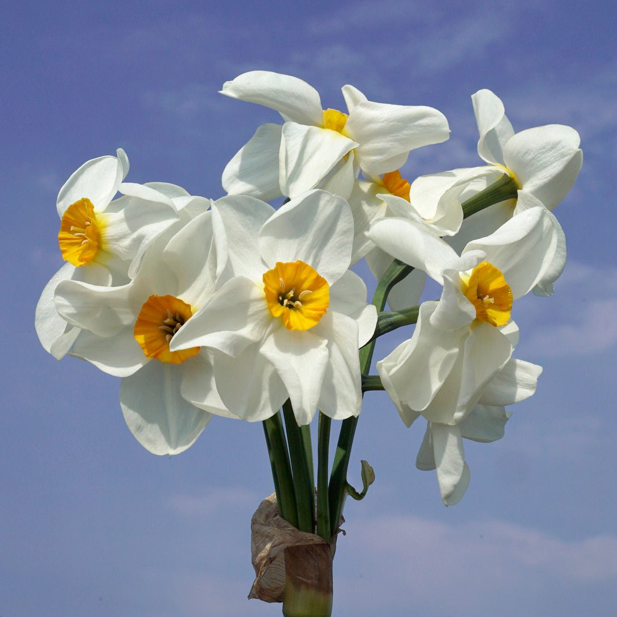 Early Splendour - Special Narcissus - Fluwel