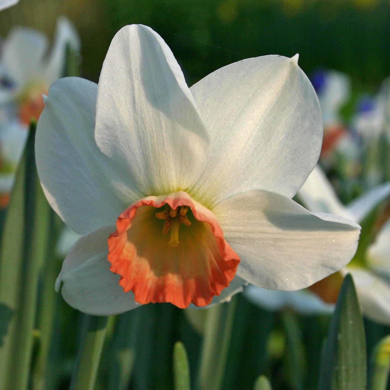 Elizabeth Ann - Special Narcissus - Fluwel