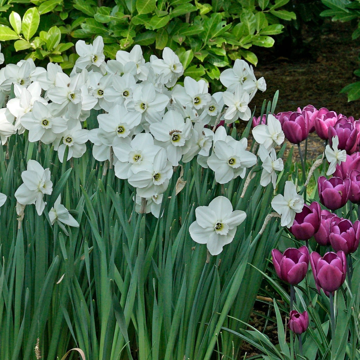 Emerald Green - witte Large-cupped narcis - Fluwel