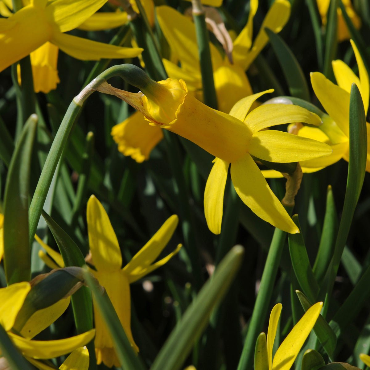 Englander - gele Cyclamineus narcis - Fluwel