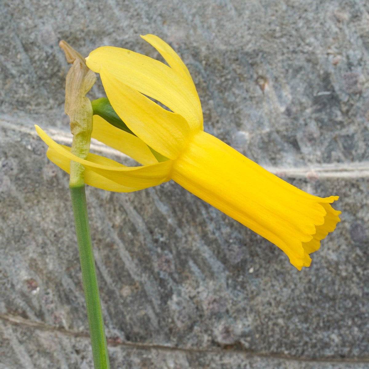 Englander - Narcissus - Fluwel