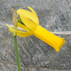 Englander - Narcissus - Fluwel