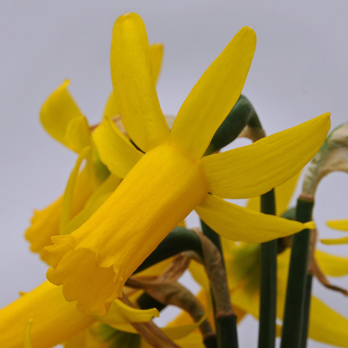 Englander - gele Cyclamineus narcis - Fluwel