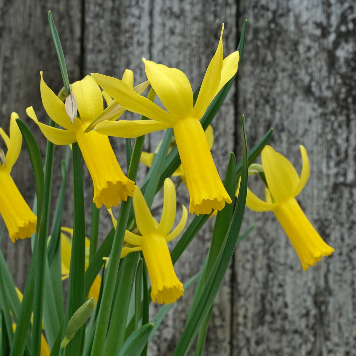 Englander - gele Cyclamineus narcis - Fluwel