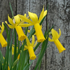 Englander - Narcissus - Fluwel
