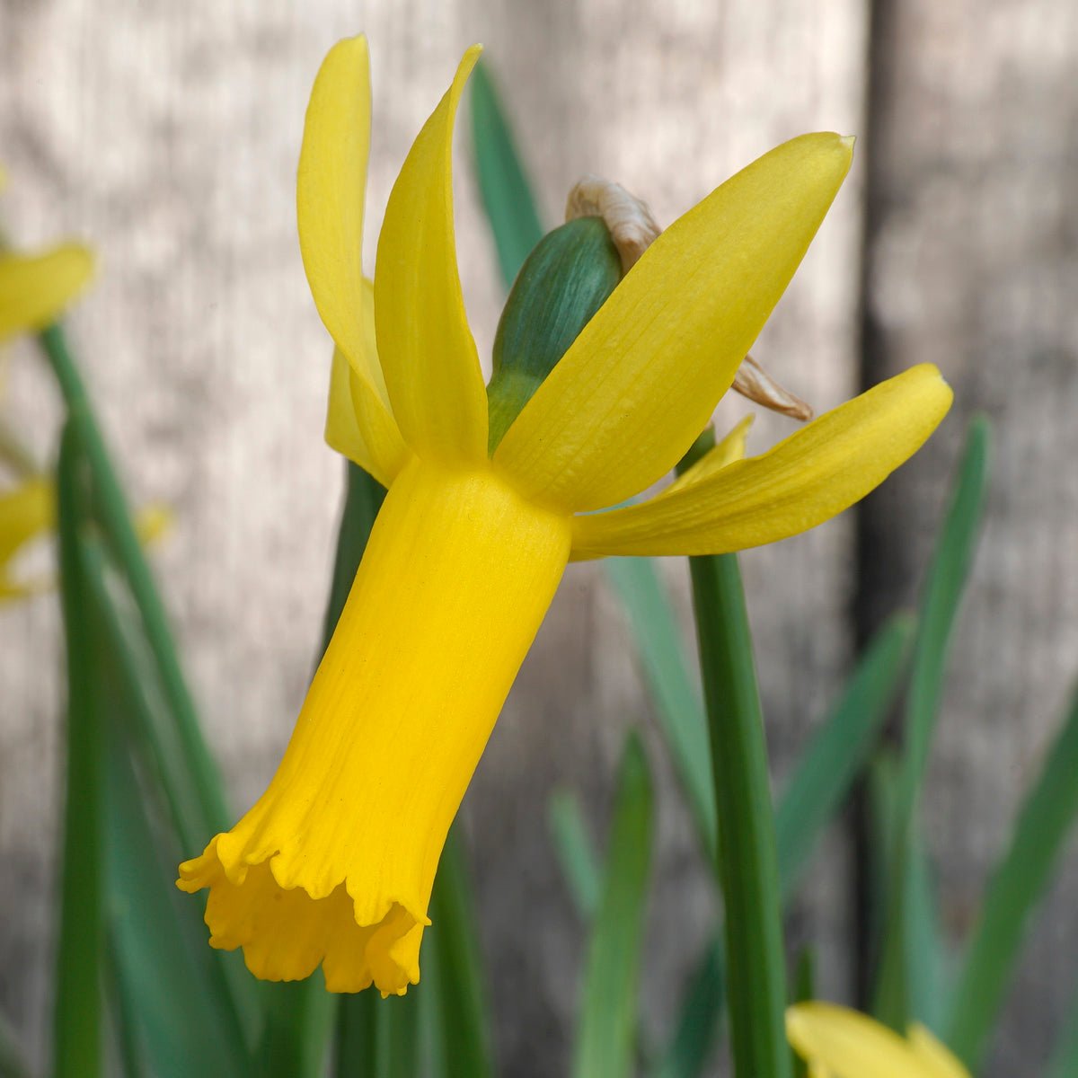 Englander - gele Cyclamineus narcis - Fluwel