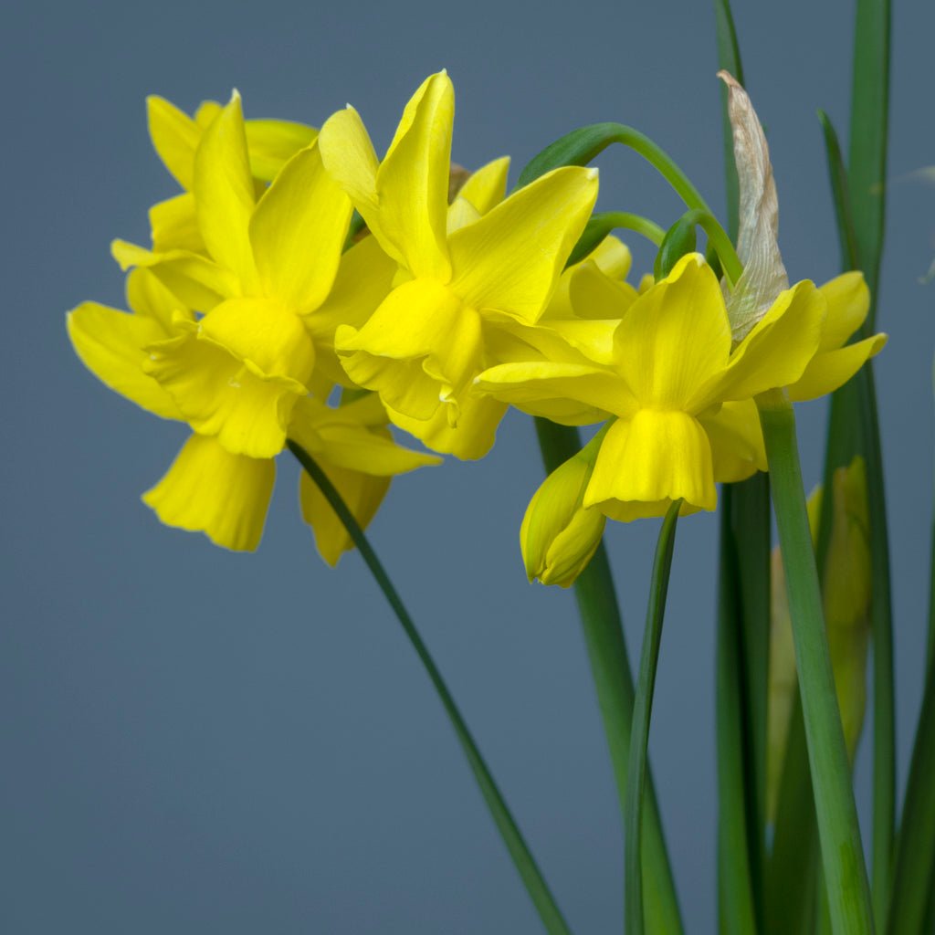 Eric's Choice - Special Narcissus - Fluwel