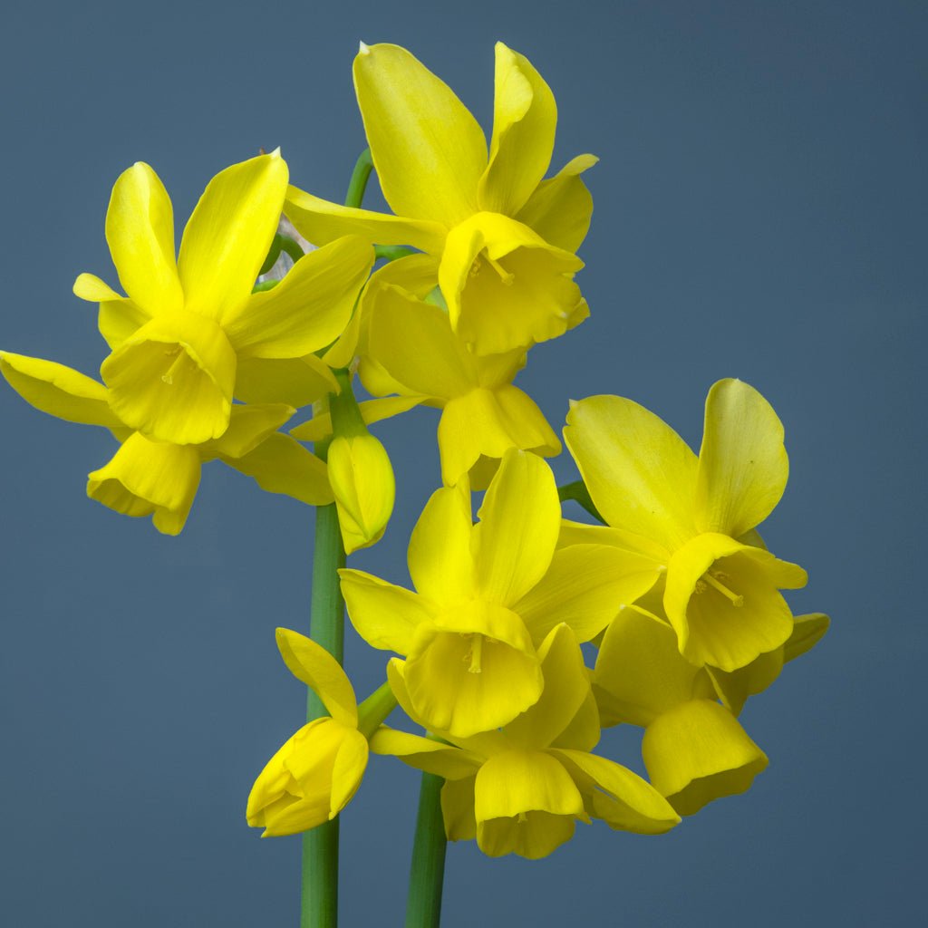 Eric's Choice - Special Narcissus - Fluwel