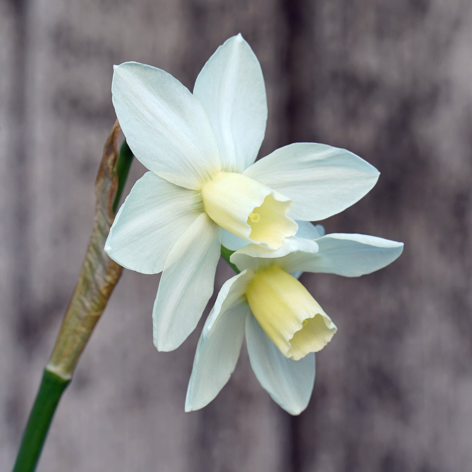 Espresso - Special Narcissus - Fluwel