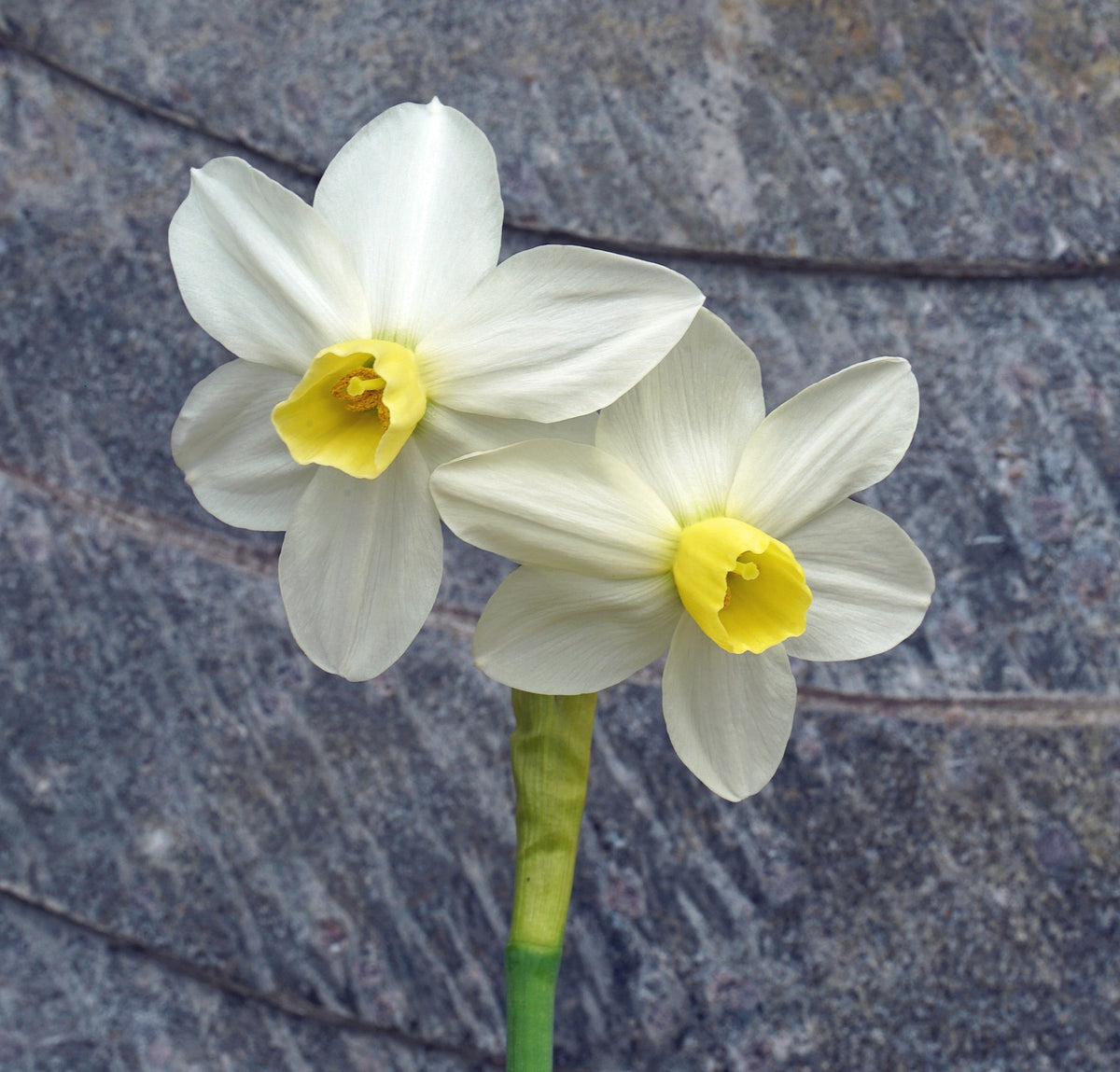 Espresso - wit-gele Jonquilla narcis - Fluwel