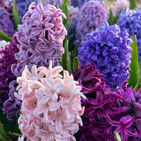 Etouffee™ - Mixes - Fluwel