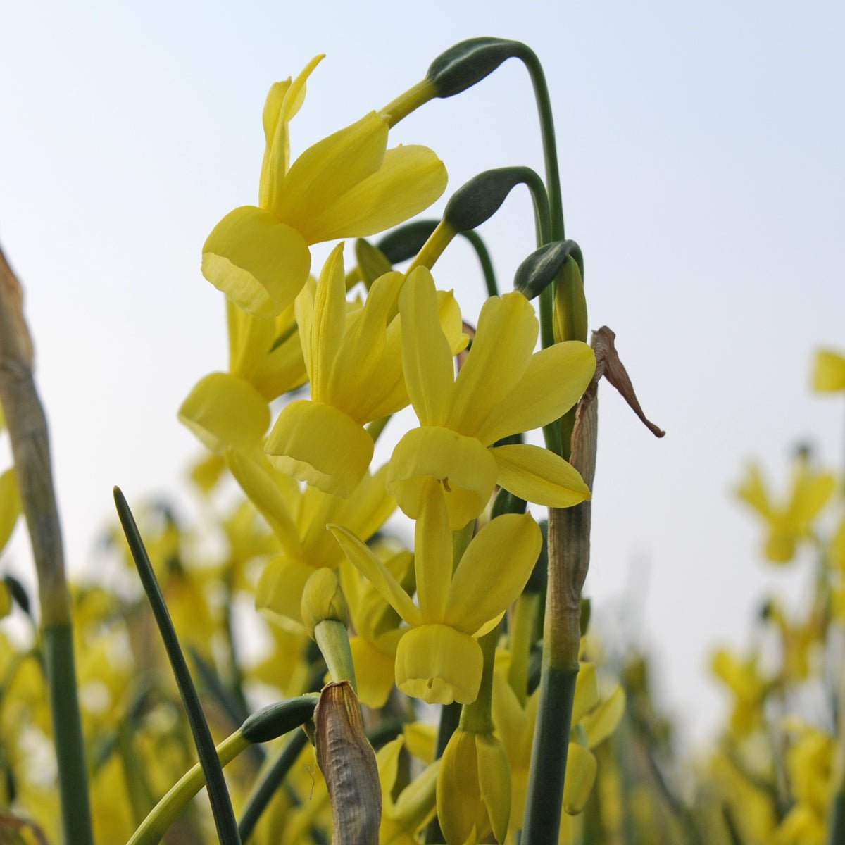 Fairy Chimes - Special Narcissus - Fluwel
