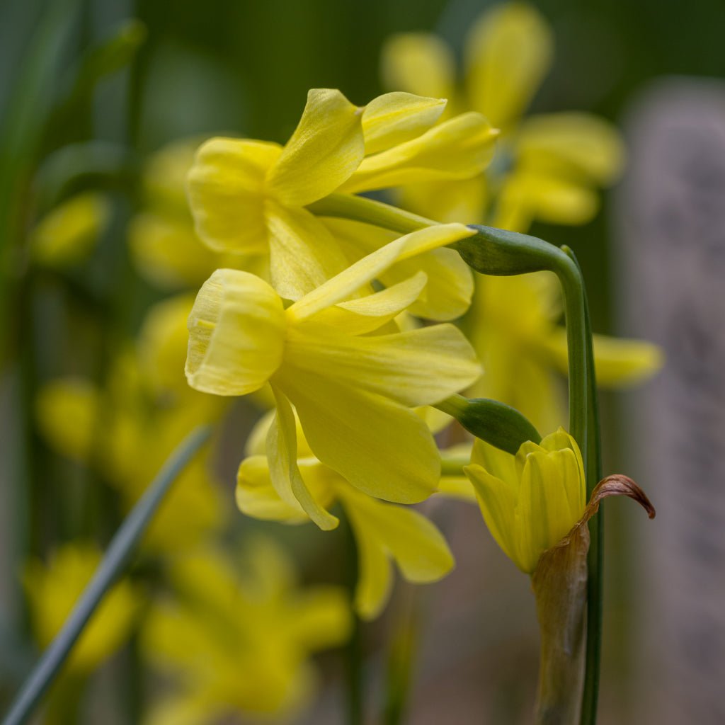 Fairy Chimes - Special Narcissus - Fluwel