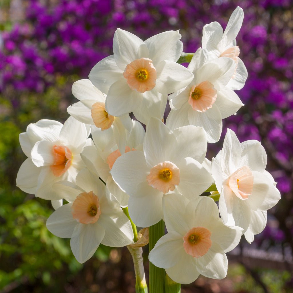 Fencourt Jewel - Special Narcissus - Fluwel