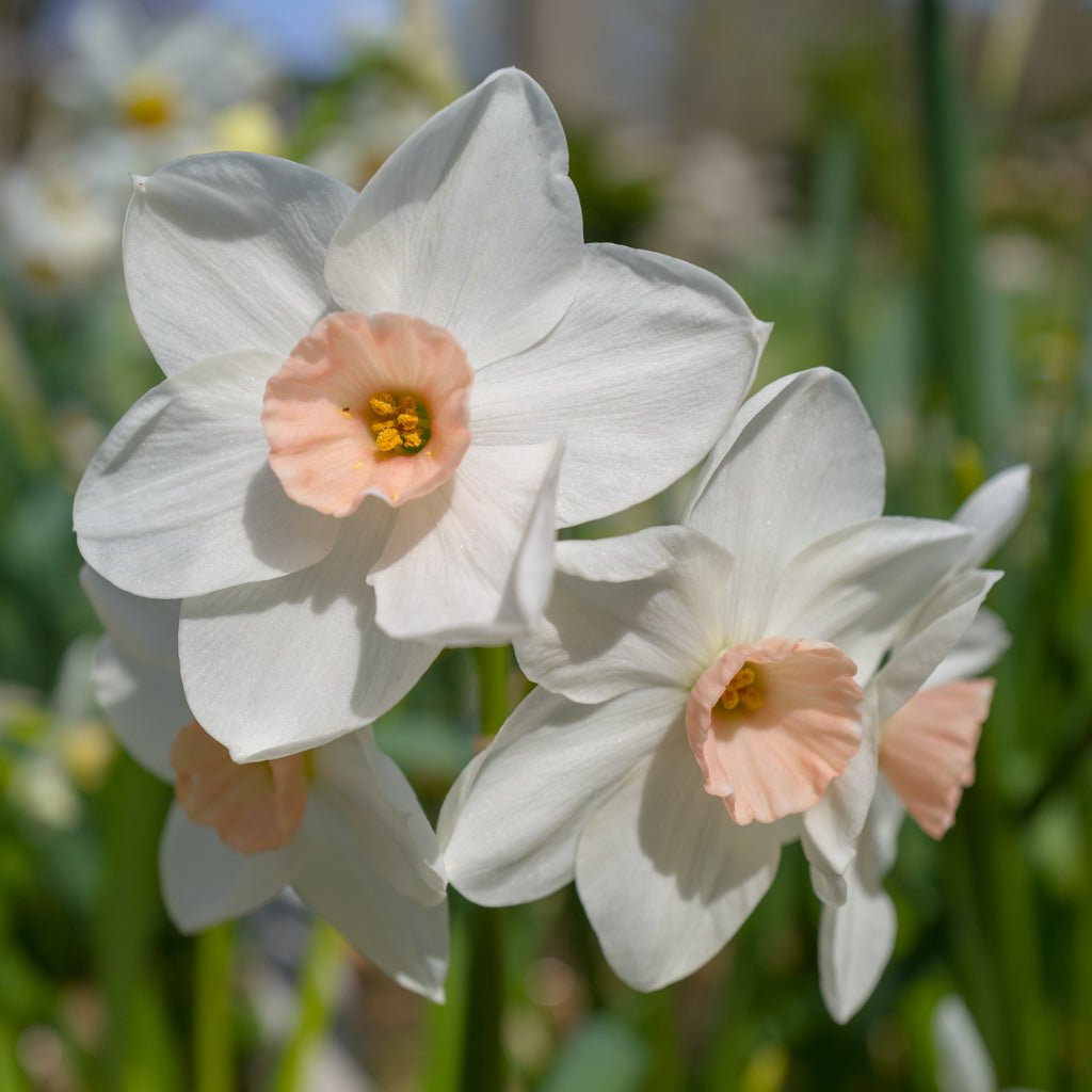 Fencourt Jewel - Special Narcissus - Fluwel