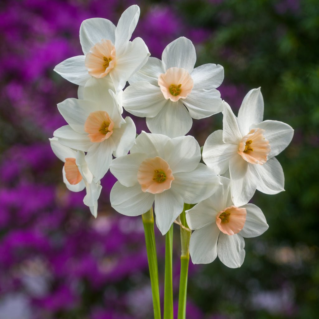 Fencourt Jewel - Special Narcissus - Fluwel