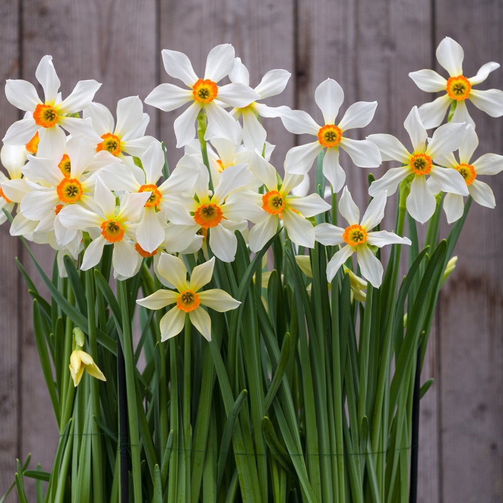 Firebrand - meerkleurige Small-cupped narcis - Fluwel