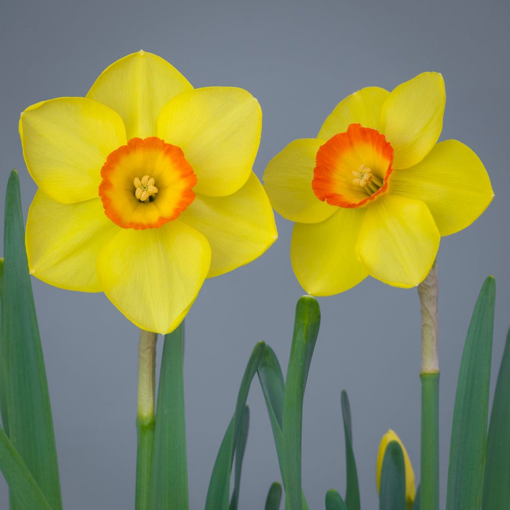 Firebright - geel-oranje-rode Large-cupped narcis - Fluwel