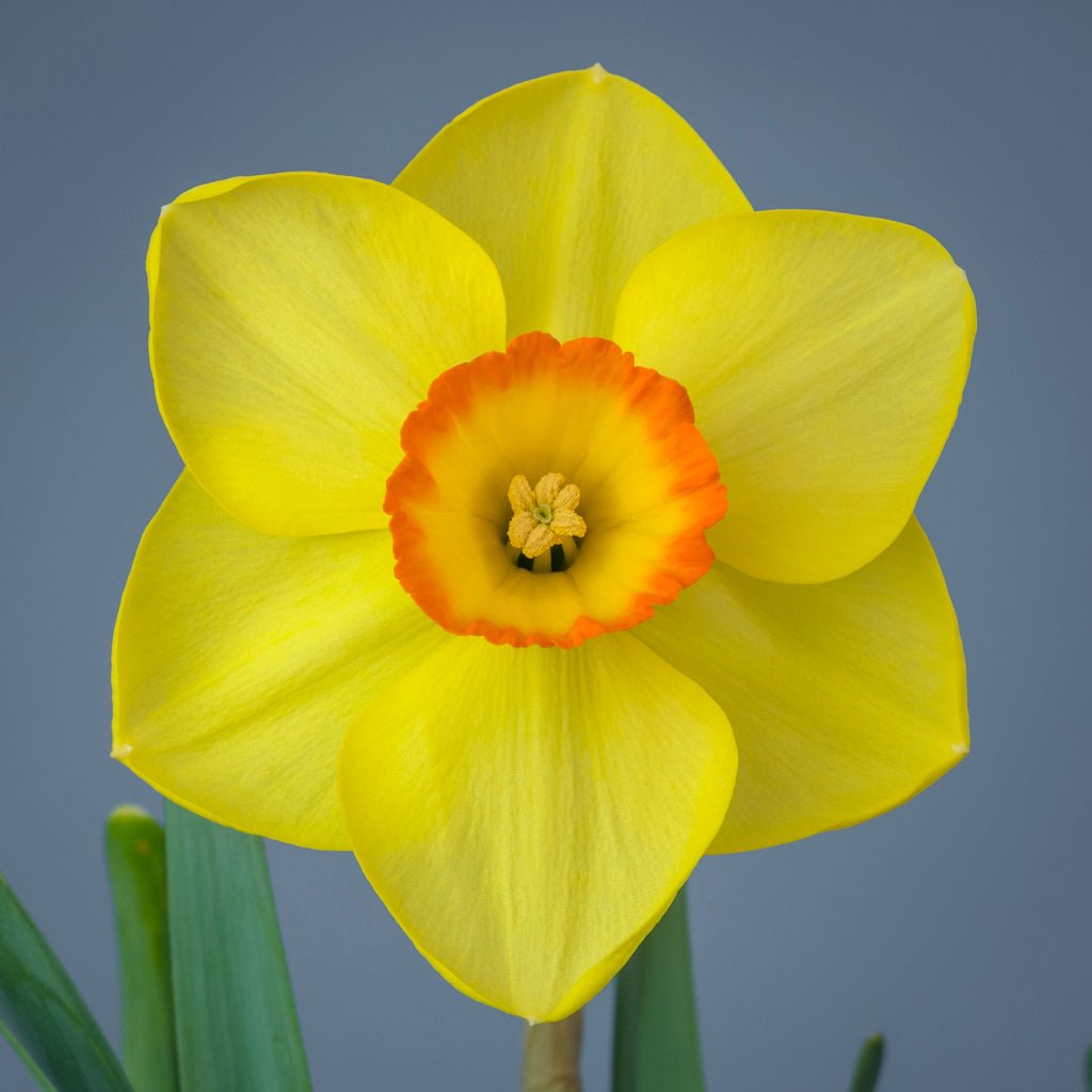 Firebright - Special Narcissus - Fluwel