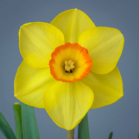 Firebright - Special Narcissus - Fluwel