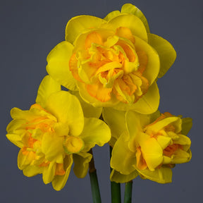 First Team - Special Narcissus - Fluwel