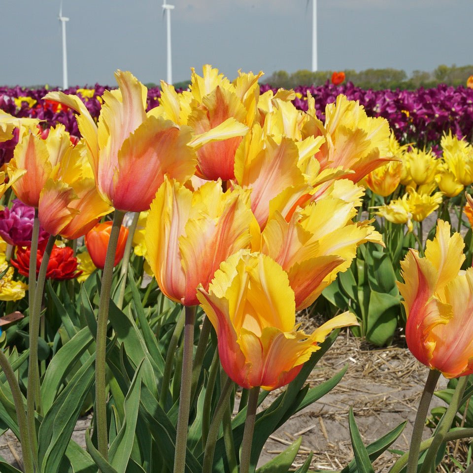 Flaming Memory - Tulips - Fluwel