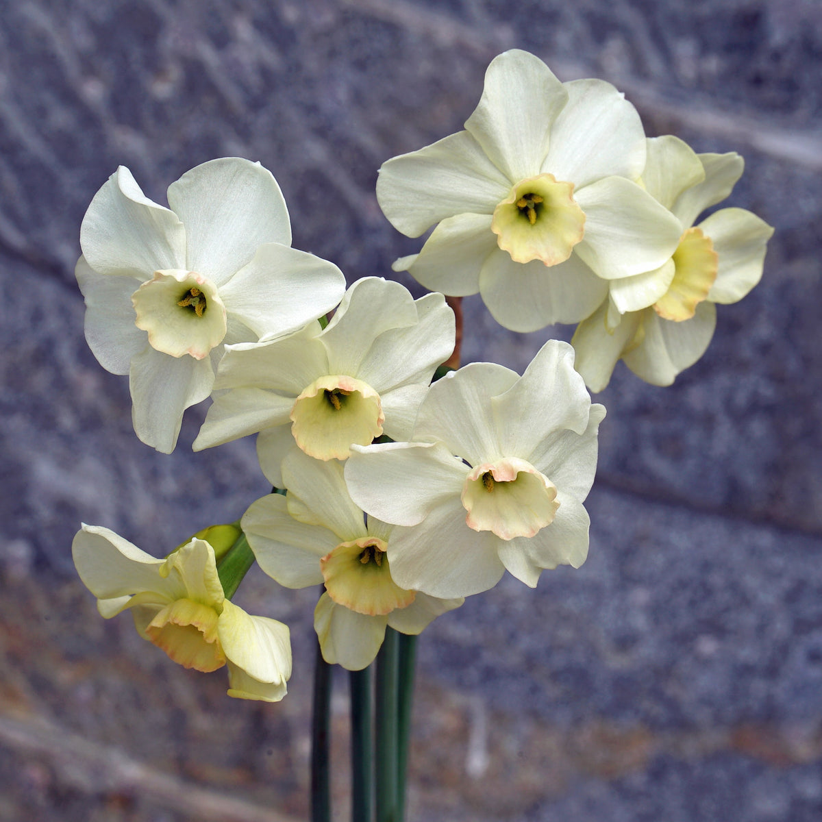 Flomay - witte Jonquilla narcis - Fluwel