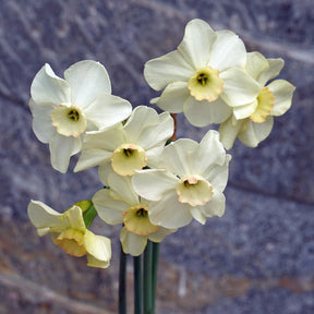 Flomay - Special Narcissus - Fluwel