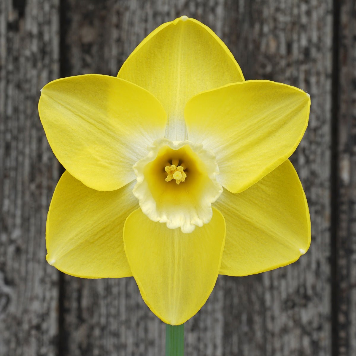 Flor d' Luna - Special Narcissus - Fluwel