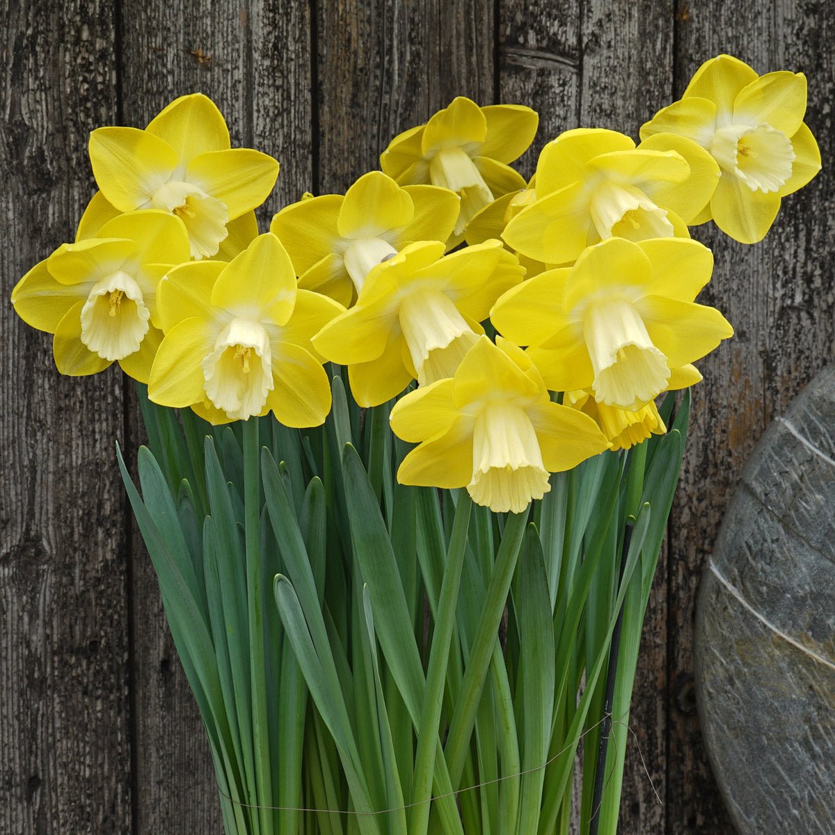 Flor d' Luna - Special Narcissus - Fluwel
