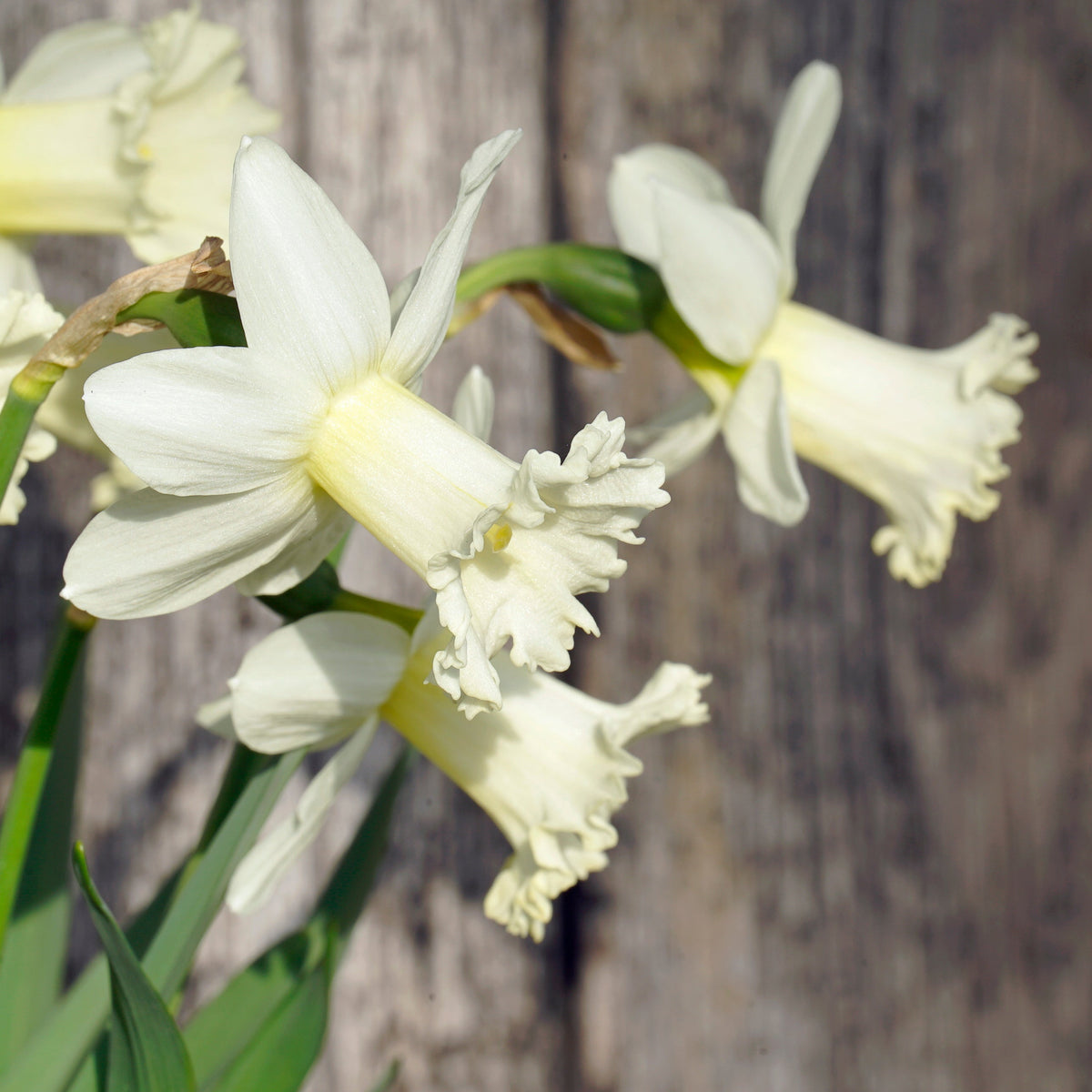 Flower Child - witte Trumpet narcis - Fluwel