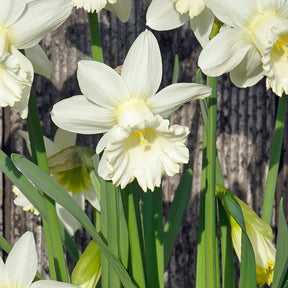 Flower Child - Special Narcissus - Fluwel