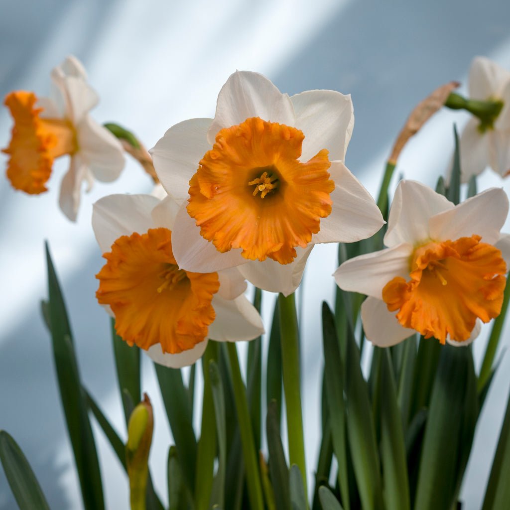 Flügelhorn - Special Narcissus - Fluwel